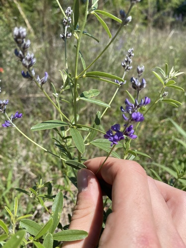 Psoralea tenuiflora (Slender-flower Lemonweed) — photo