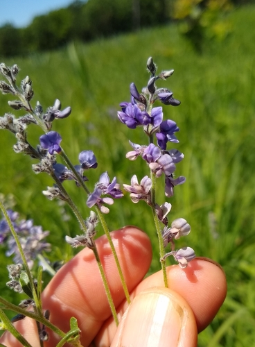Psoralea tenuiflora