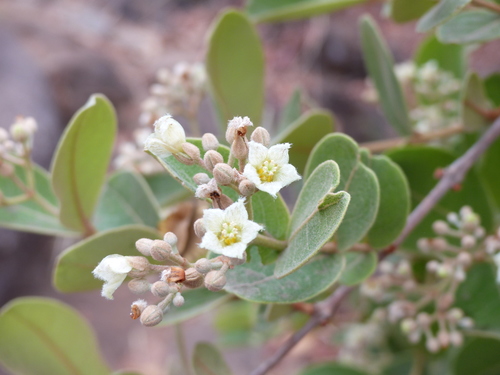 Psorospermum febrifugum (Christmas bush) — photo