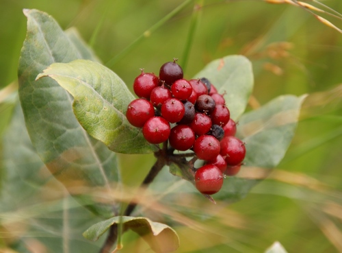 Psorospermum febrifugum (Christmas bush) — photo