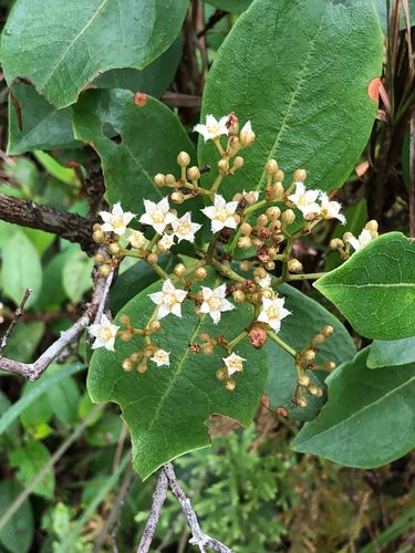 Psorospermum febrifugum