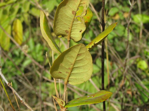 Psorospermum senegalense