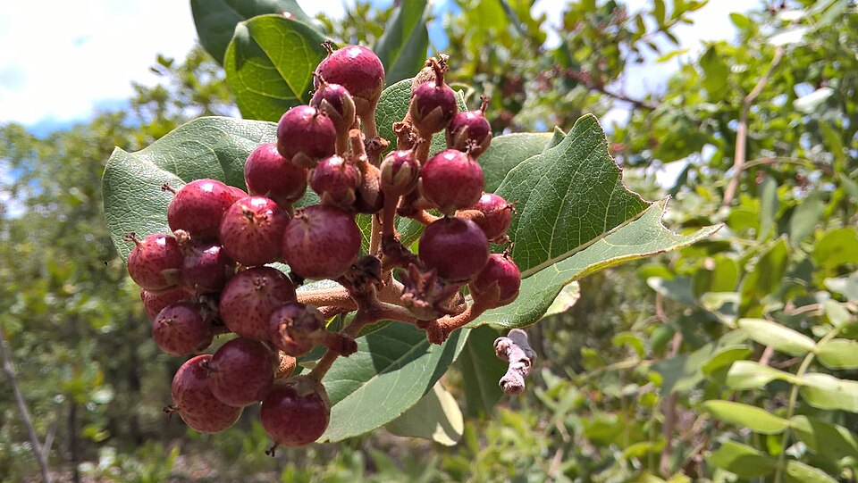 Psorospermum tenuifolium — photo