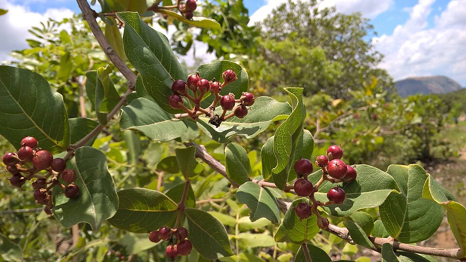 Psorospermum tenuifolium