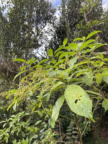 Psychotria berteroana — photo