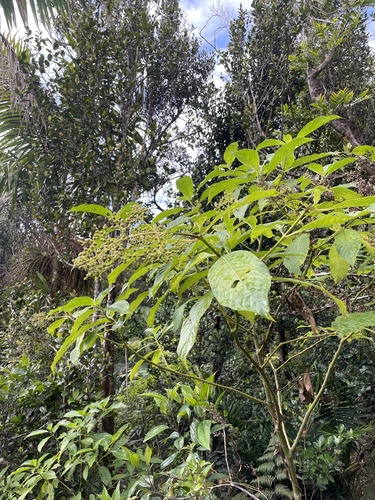 Psychotria berteroana — photo