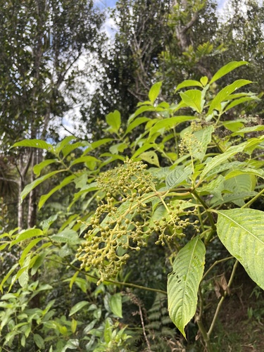 Psychotria berteroana