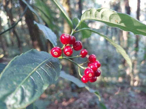 Psychotria calocarpa — photo