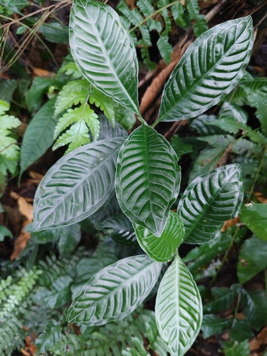 Psychotria calocarpa