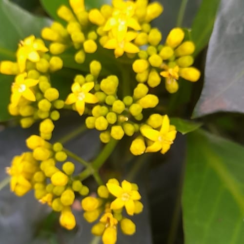 Psychotria capensis (Bird berry) — photo
