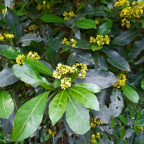 Psychotria capensis (Bird berry) — photo