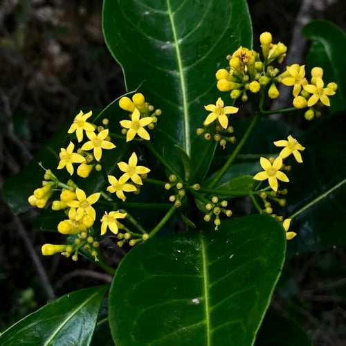Psychotria capensis