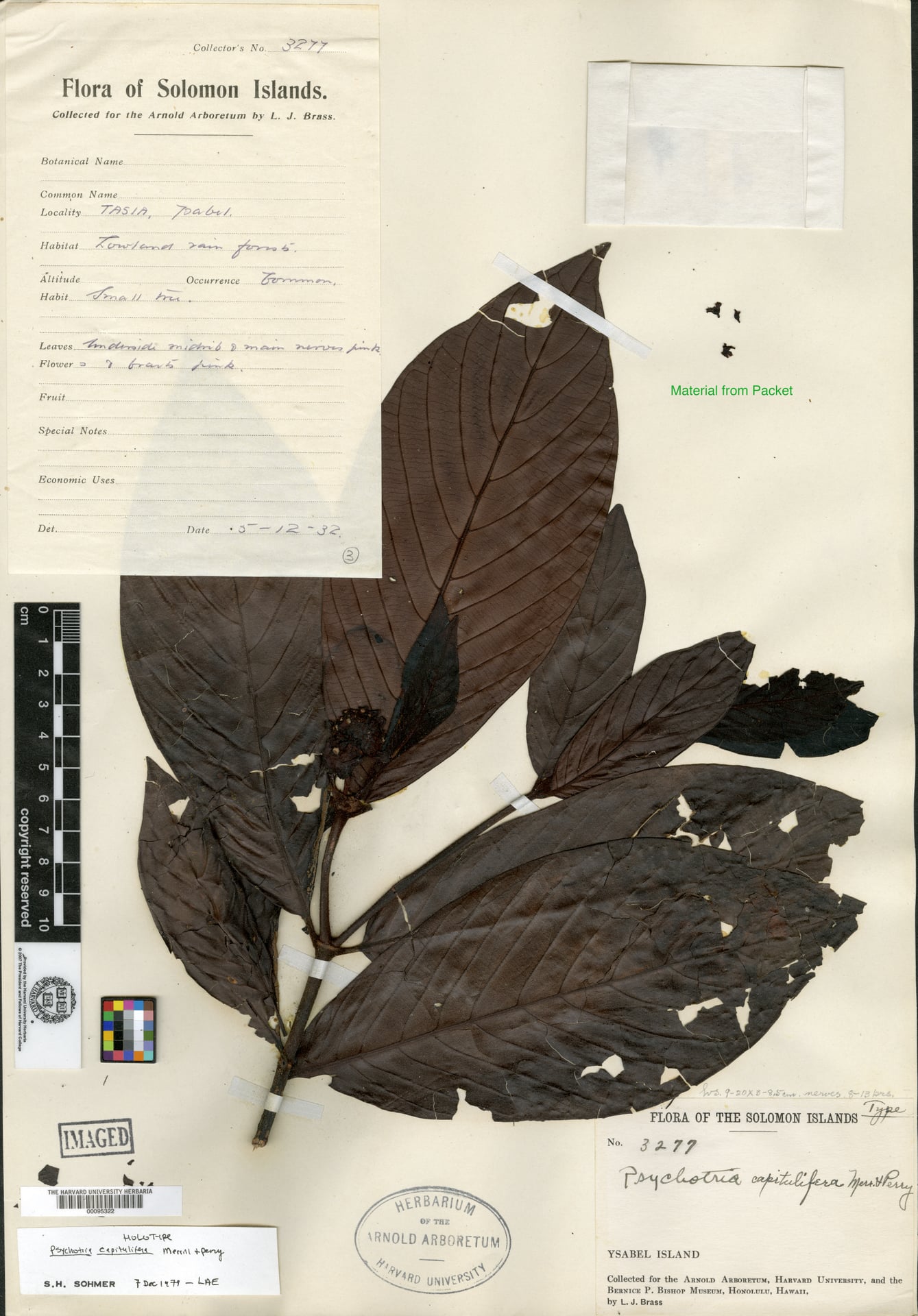 Psychotria capitulifera
