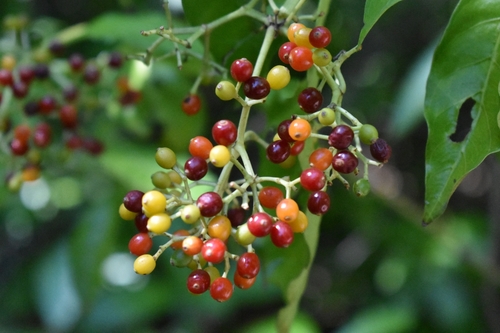 Psychotria carthagenensis (Sayaca-iba) — photo