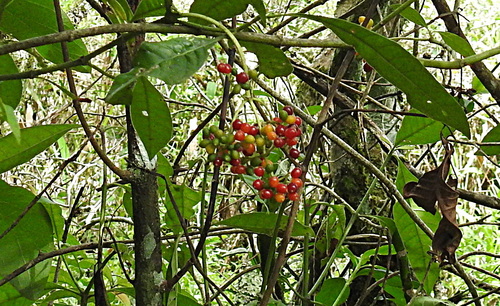 Psychotria carthagenensis (Sayaca-iba) — photo