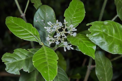 Psychotria carthagenensis