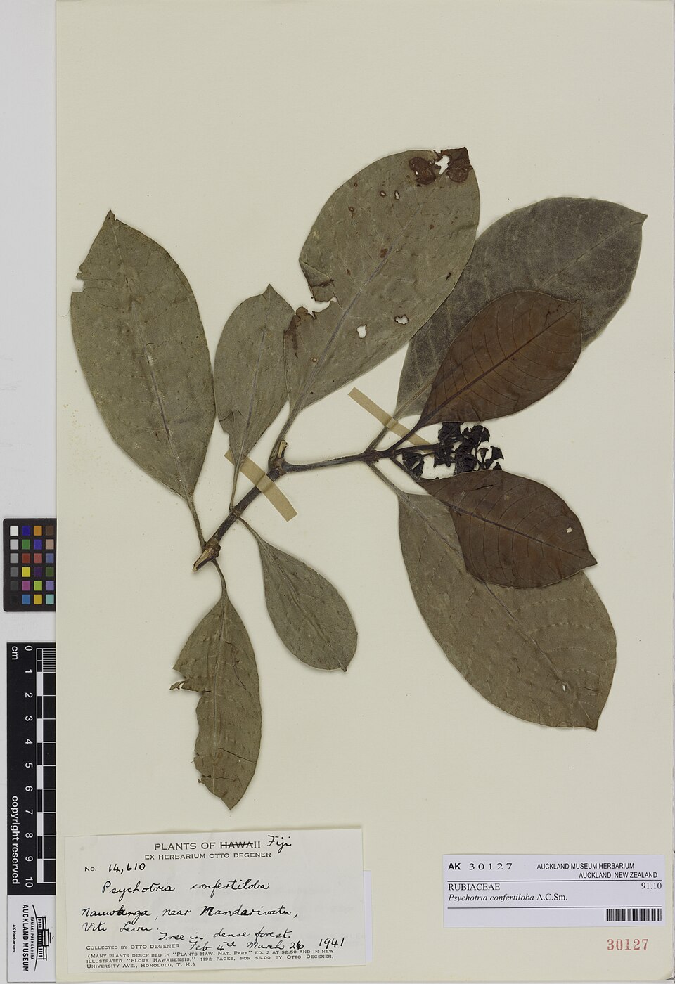 Psychotria confertiloba (Tabulina) — photo