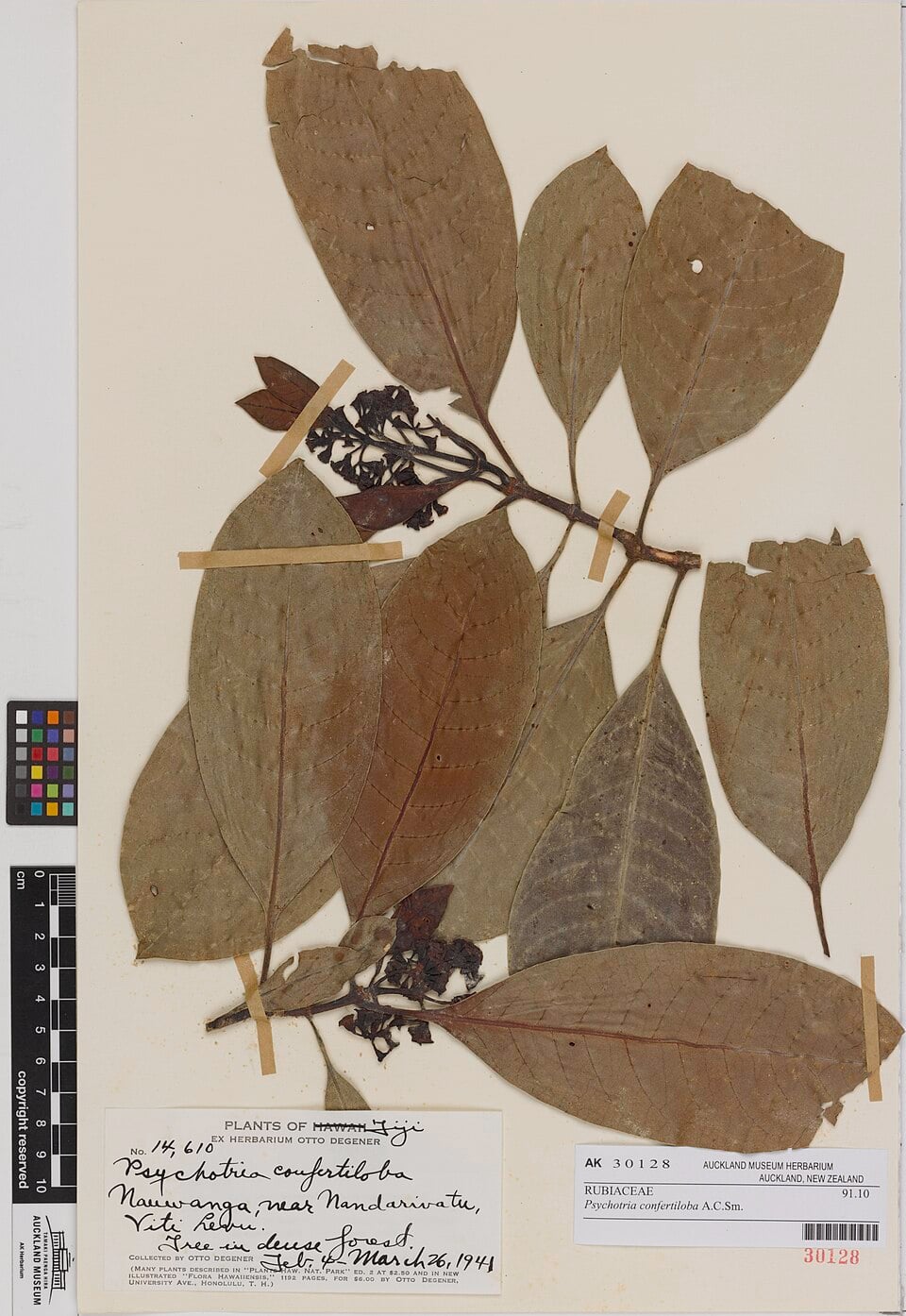 Psychotria confertiloba
