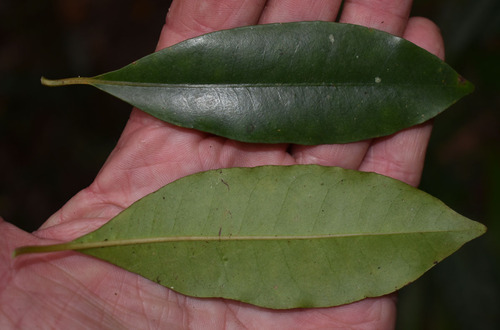 Psychotria dallachiana — photo