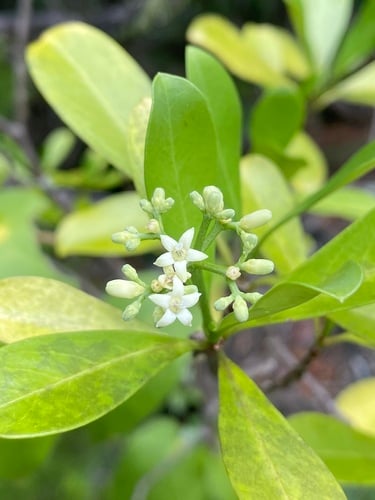 Psychotria dallachiana