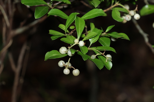 Psychotria daphnoides (Smooth psychotria) — photo