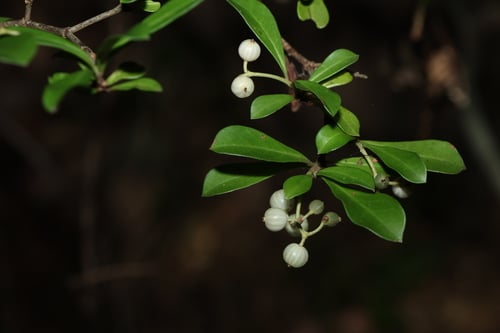 Psychotria daphnoides (Smooth psychotria) — photo