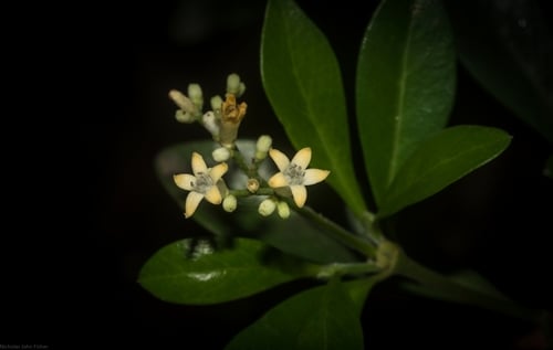 Psychotria daphnoides