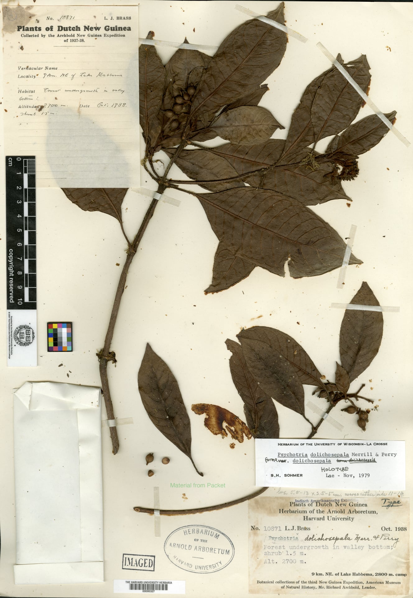 Psychotria dolichosepala — photo