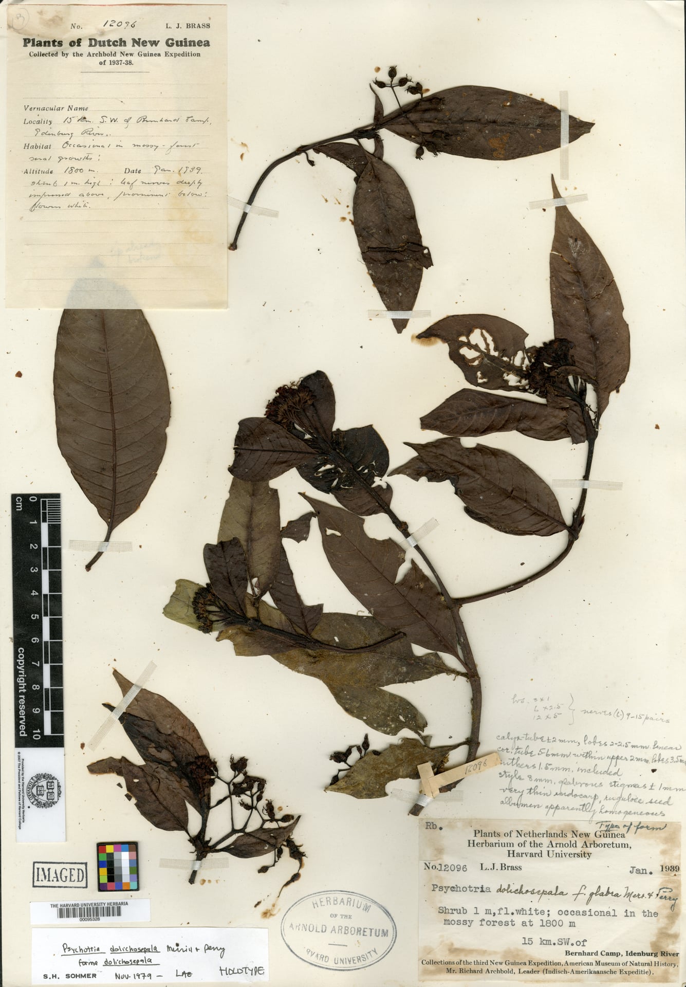 Psychotria dolichosepala