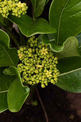 Psychotria eminiana — photo