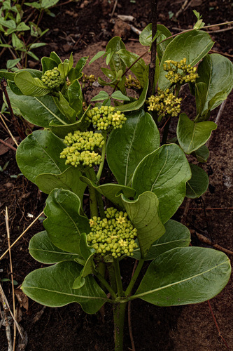 Psychotria eminiana — photo
