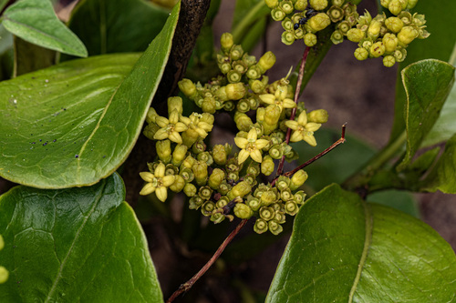 Psychotria eminiana