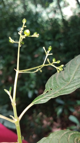 Psychotria galeottiana — photo