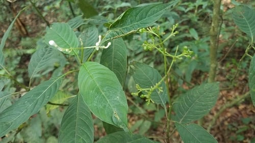 Psychotria galeottiana