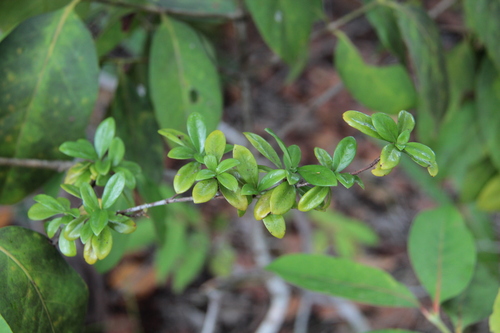 Psychotria holtzii