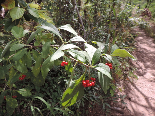 Psychotria kirkii (Nodule-leaf birdberry) — photo