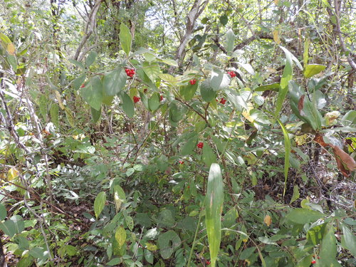 Psychotria kirkii (Nodule-leaf birdberry) — photo