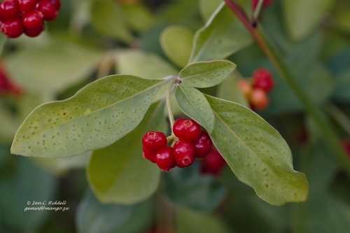 Psychotria kirkii