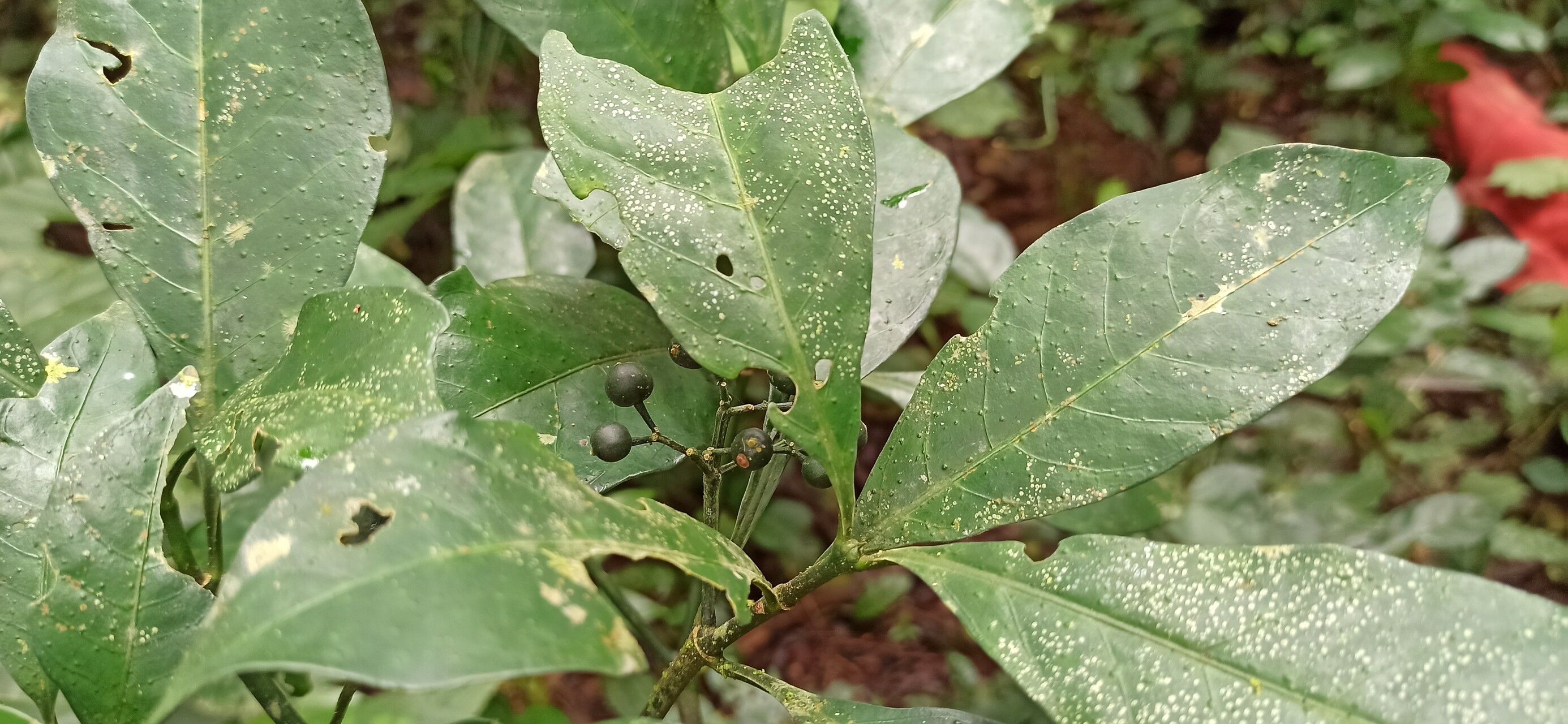 Psychotria leptophylla — photo