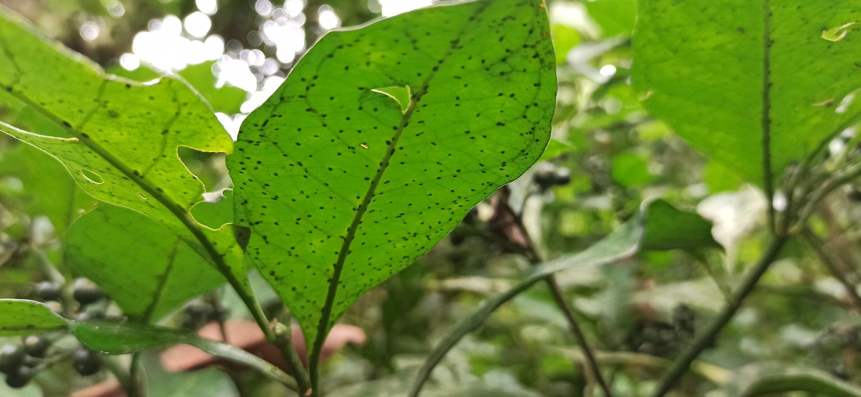 Psychotria leptophylla — photo