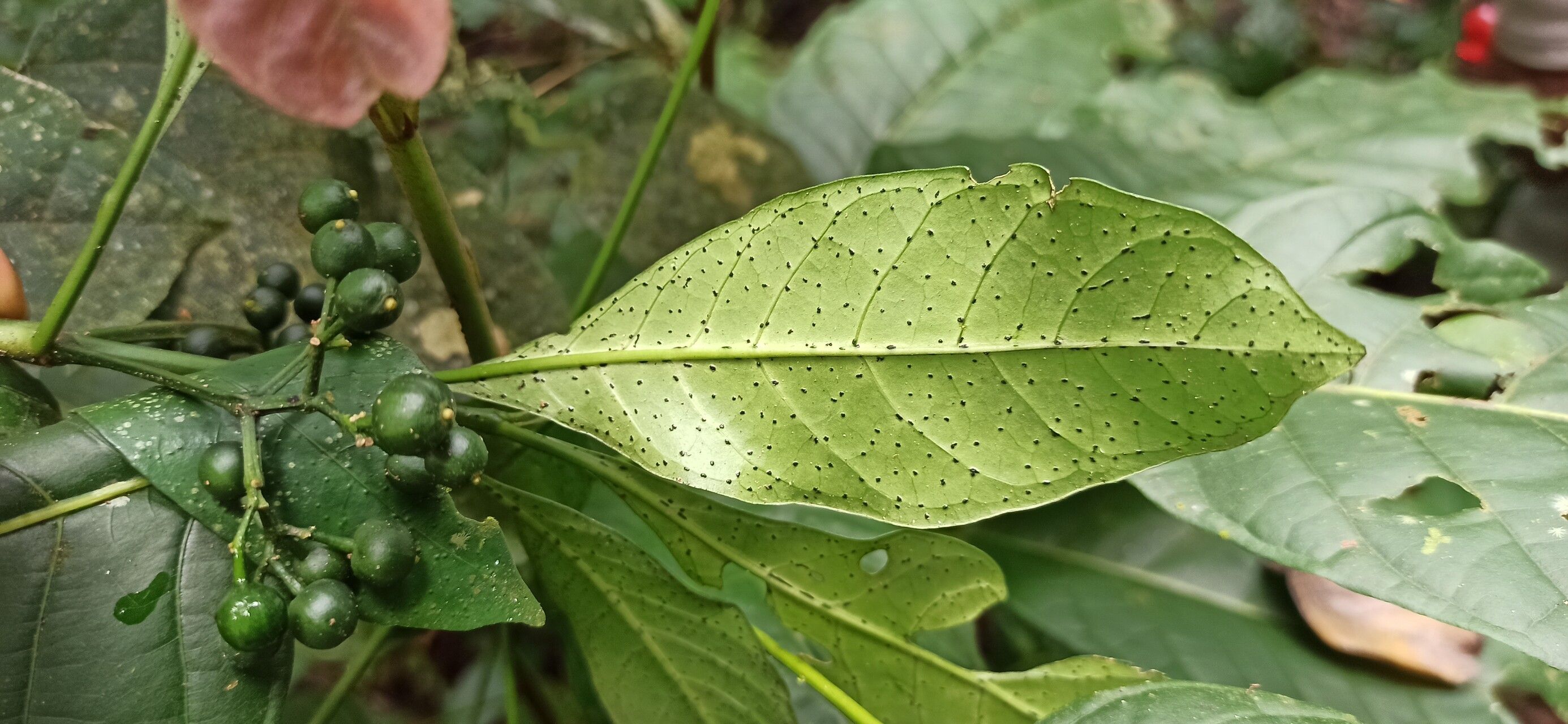 Psychotria leptophylla