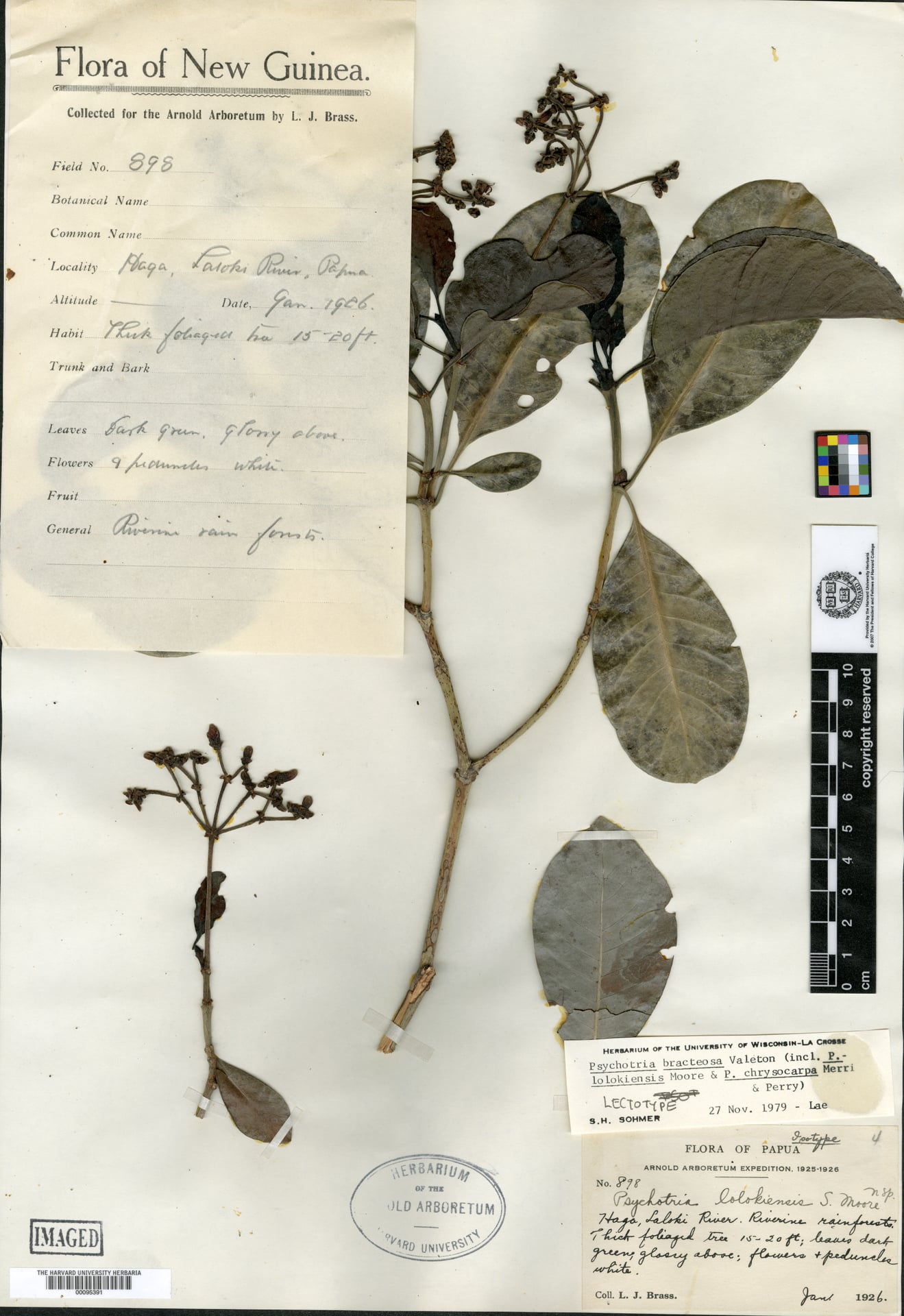 Psychotria lolokiensis — photo