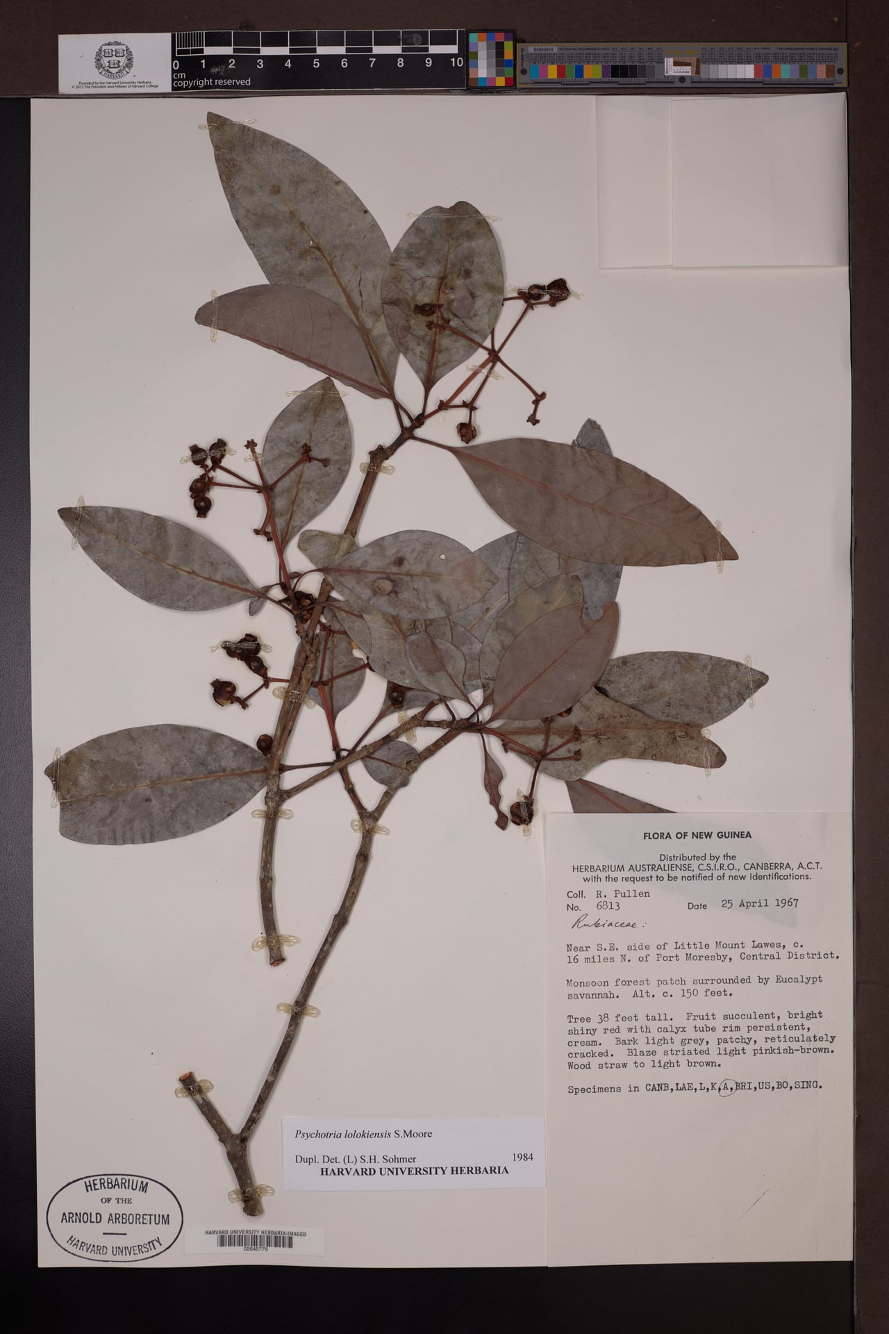 Psychotria lolokiensis