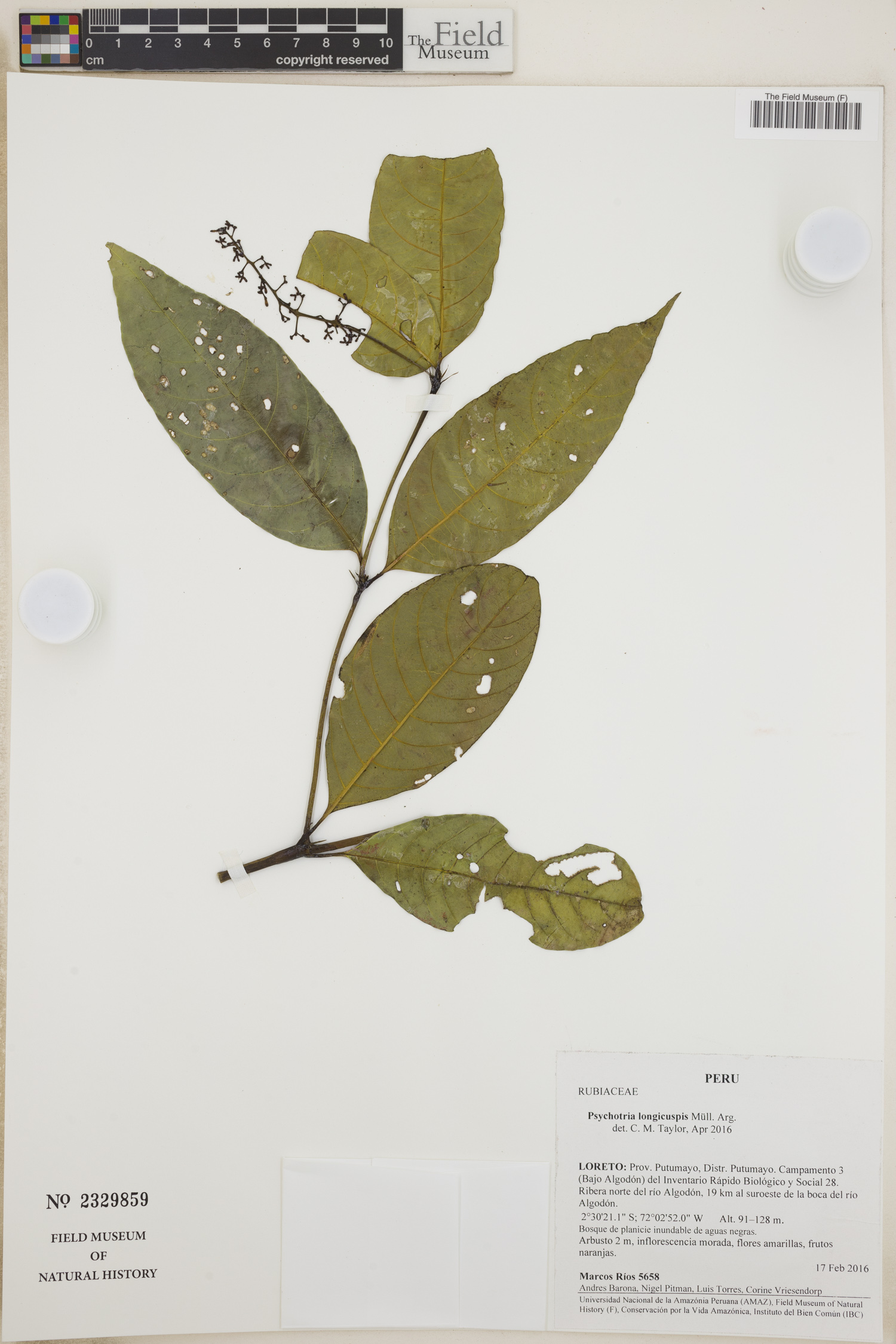 Psychotria longicuspis — photo