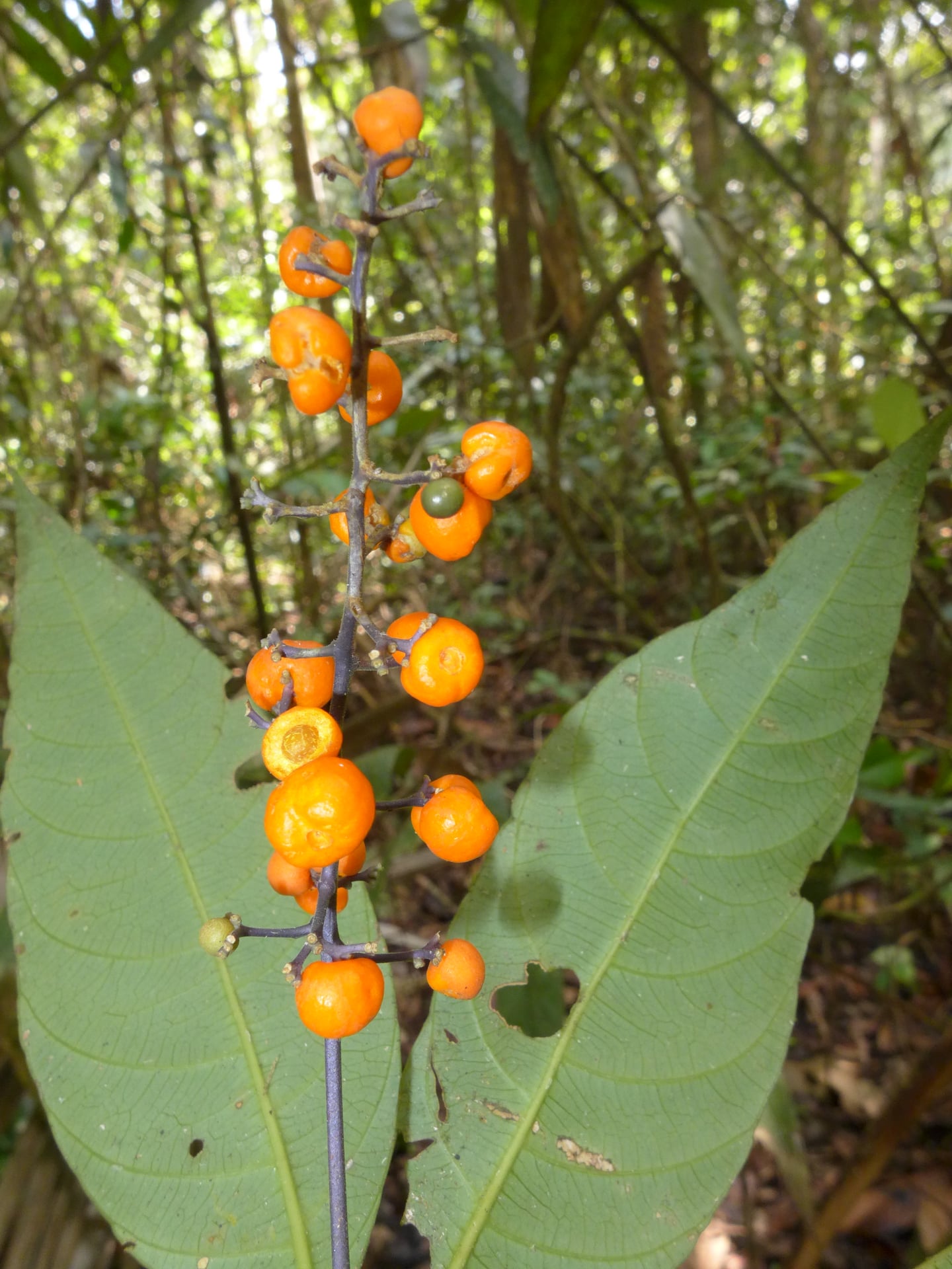 Psychotria longicuspis — photo