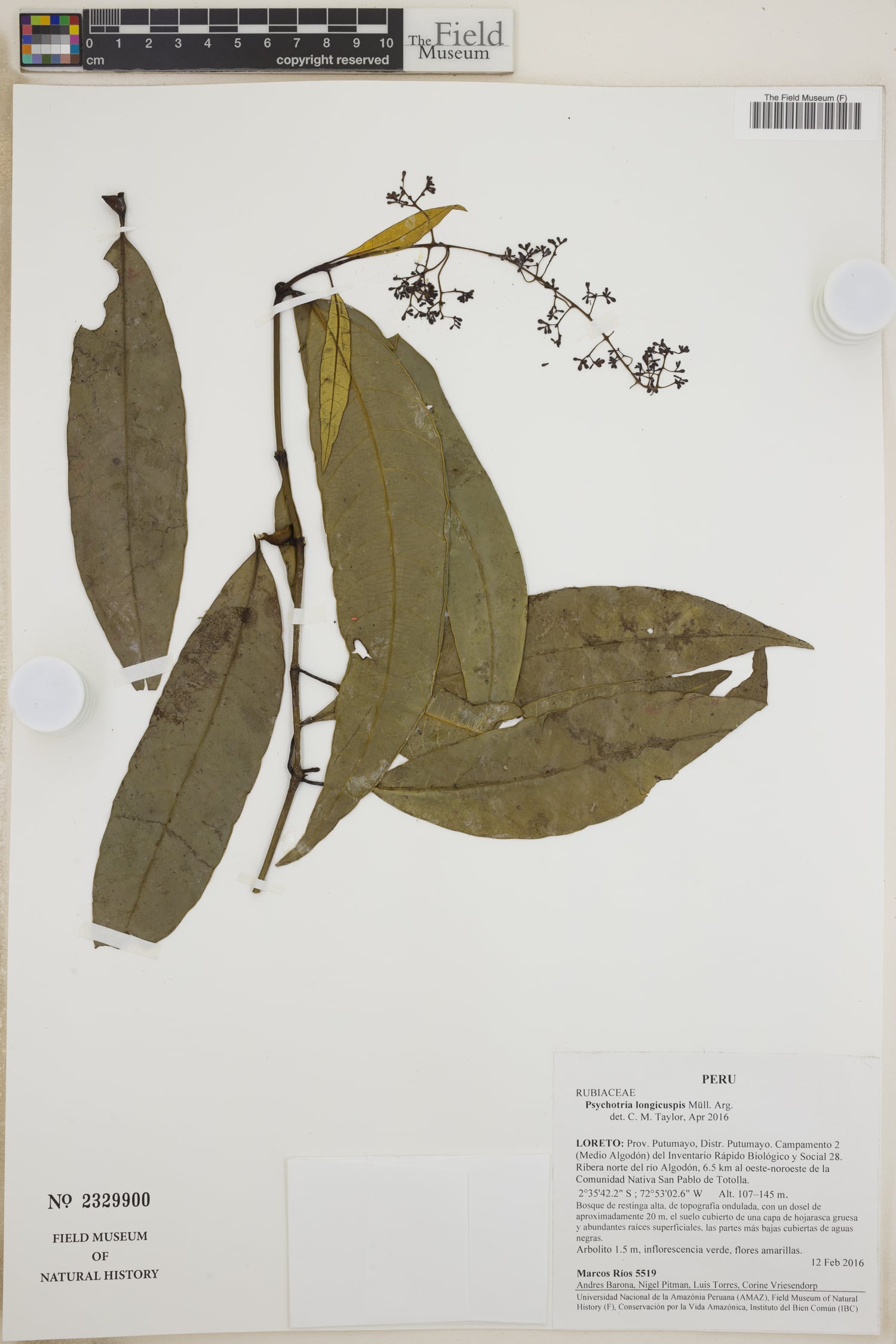 Psychotria longicuspis