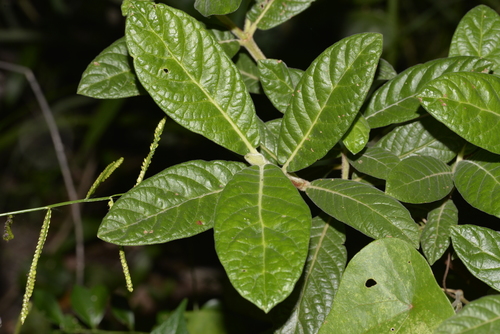 Psychotria loniceroides (Hairy psychotria) — photo