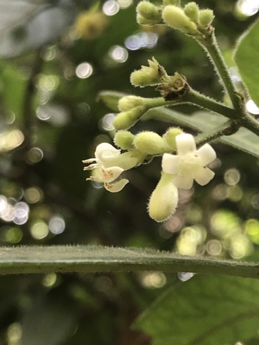 Psychotria loniceroides (Hairy psychotria) — photo