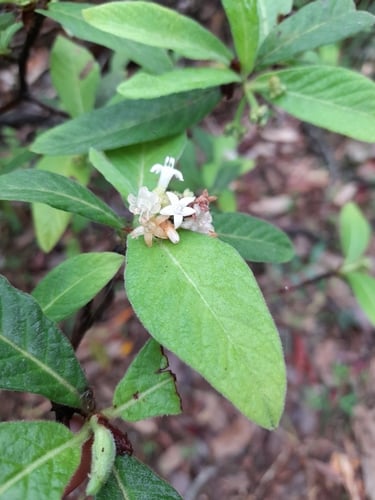 Psychotria loniceroides