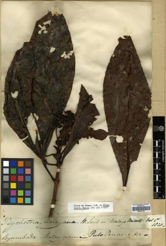 Psychotria malayana